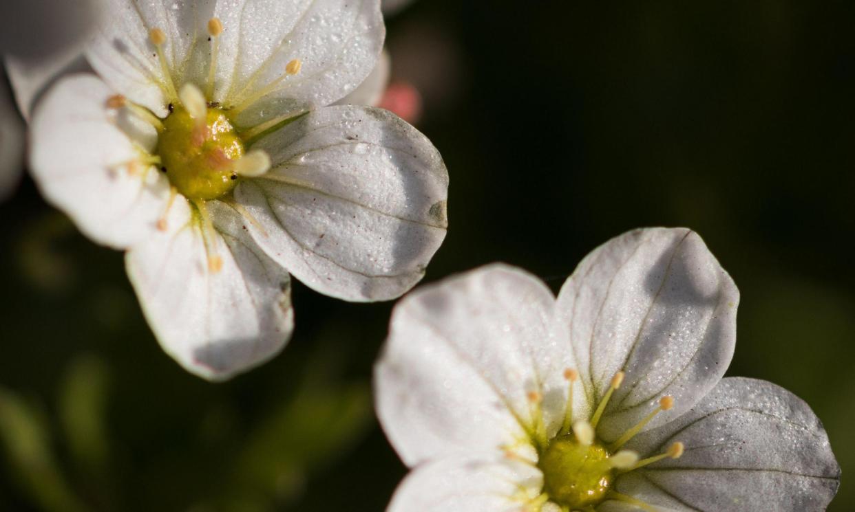 <span>‘The rosy saxifrage is about as native as you can get in the UK.’</span><span>Photograph: Wirestock, Inc/Alamy</span>