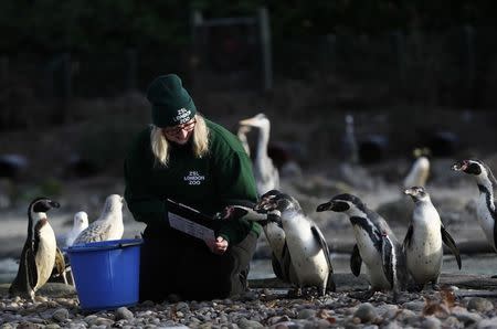 Zoo keeper Suzi Hyde counts Humboldt penguins during the annual stocktake at London Zoo in London, Britain. REUTERS/Stefan Wermuth