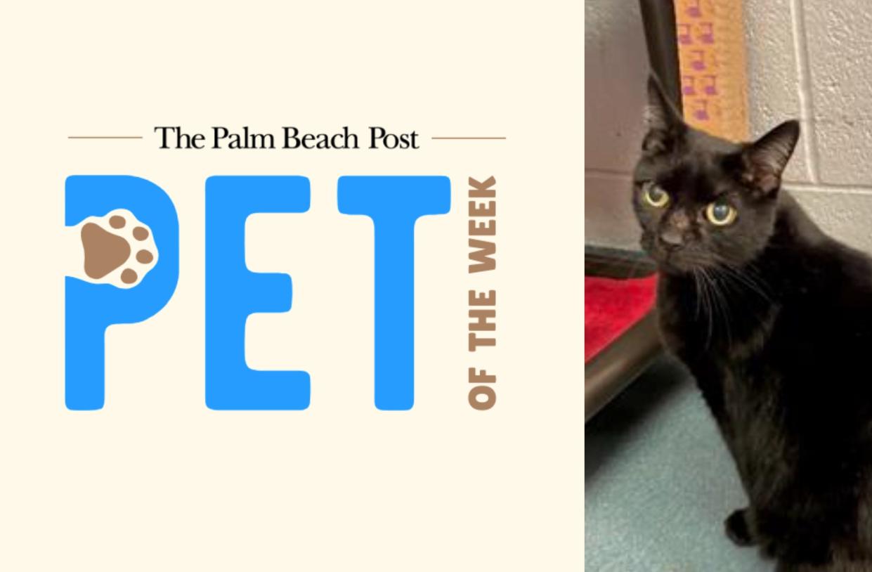 Asabache, The Palm Beach Post's adoptable Pet of the Week for the week of March 11.