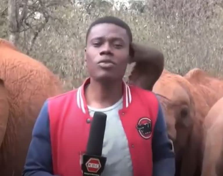 El insólito momento que vivió un periodista con un elefante en vivo.