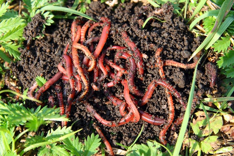 <span class="caption">Earthworms help decompose plant matter, releasing nutrients to the soil.</span> <span class="attribution"><a class="link " href="https://www.shutterstock.com/image-photo/many-red-worms-dirt-bait-fishing-36985234?src=yoI0VA4XJ5KiM43FCc9P_w-1-1" rel="nofollow noopener" target="_blank" data-ylk="slk:Shutterstock;elm:context_link;itc:0;sec:content-canvas">Shutterstock</a></span>