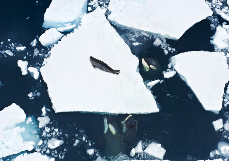 虎鯨家族學會了自己製造海浪，將韋德爾氏海豹從浮冰上沖走。BBC Earth