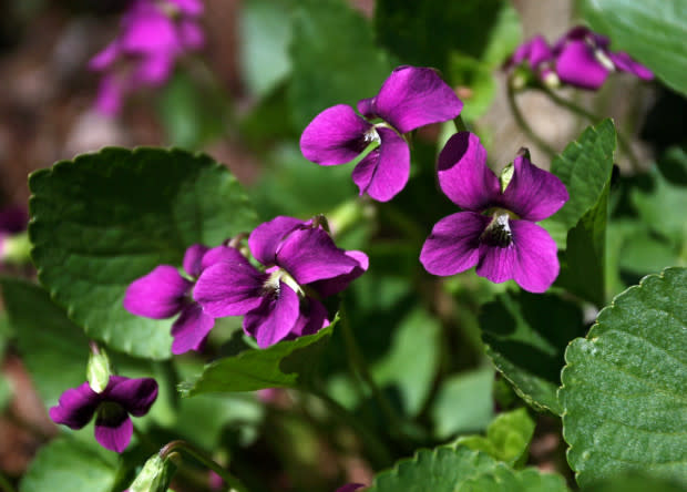 Wood violet, the Wisconsin state flower<p>iStock</p>