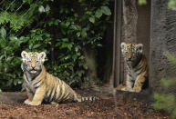 <p>Seven week old newborn Amur (Siberian) tiger cubs play with their mother Maruschka in their enclosure at Tierpark Hagenbeck on August 3, 2017 in Hamburg, Germany. (Photo: Christian Augustin/Getty Images) </p>