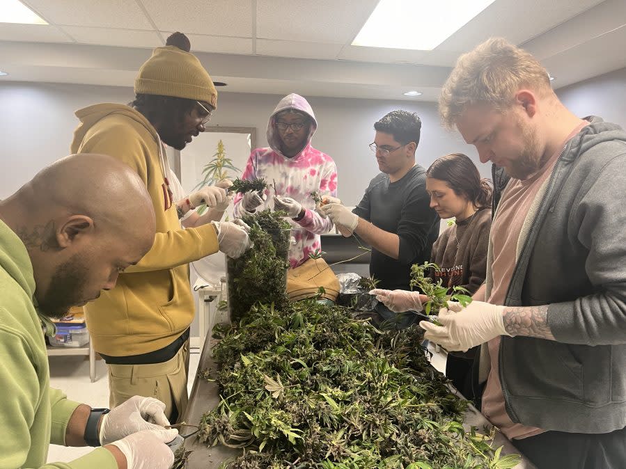 Students at the Cleveland School of Cannabis harvest marijuana flowers from plants they grew. (Courtesy Photo/Cleveland School of Cannabis)