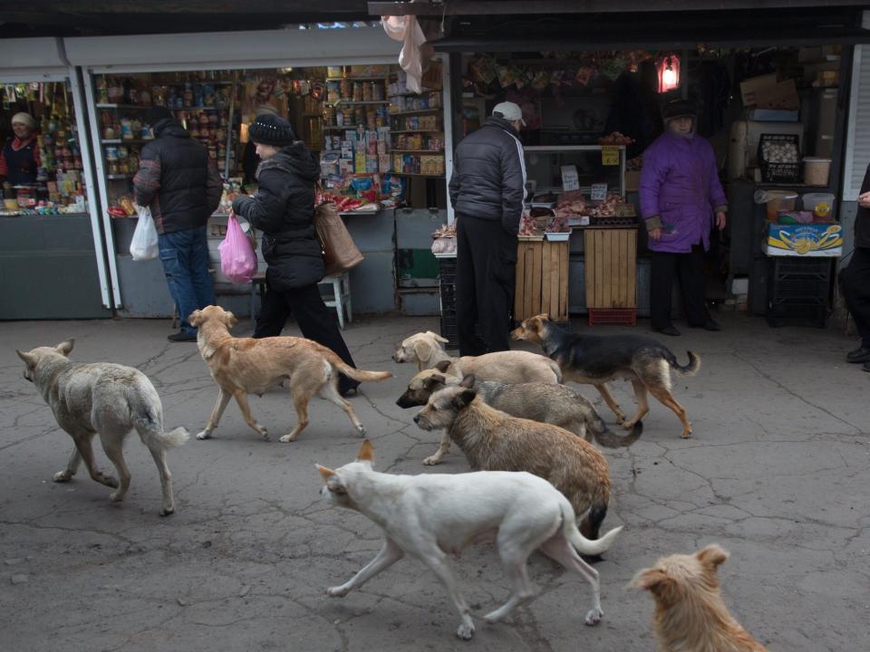 A pack of wild dogs roams an outdoor market in Russia.