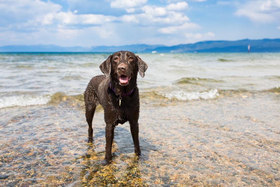 Labrador Retriever