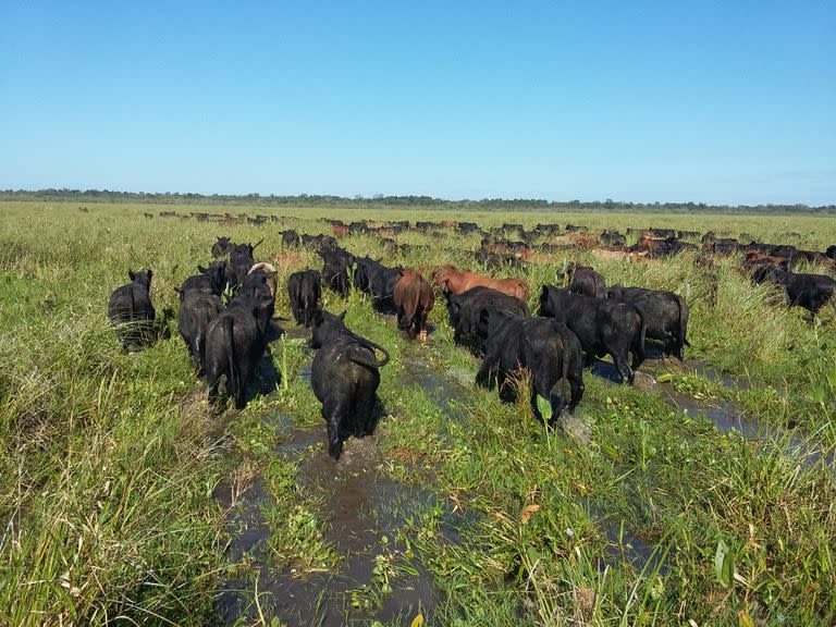 Una postal del campo