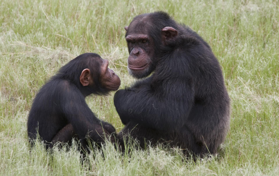 In this photo taken Feb. 1, 2011, chimpanzees sit in an enclosure at the Chimp Eden rehabilitation center, near Nelspruit, South Africa. A paramedic official says chimpanzees at a sanctuary for the animals in eastern South Africa bit and dragged a man at the reserve, badly injuring him. In a statement, Jeffrey Wicks of the Netcare911 medical emergency services company said the man he described as a ranger was leading a tour group at the Jane Goodall Institute Chimpanzee Eden Thursday June 28, 2012 when two chimpanzees grabbed his feet and pulled him under a fence into their enclosure. The international institute founded by primatologist Jane Goodall opened the sanctuary in 2005. It is a home to chimpanzees rescued from further north in Africa, where they are hunted for their meat of held captive as pets. (AP Photo/Erin Conway-Smith)