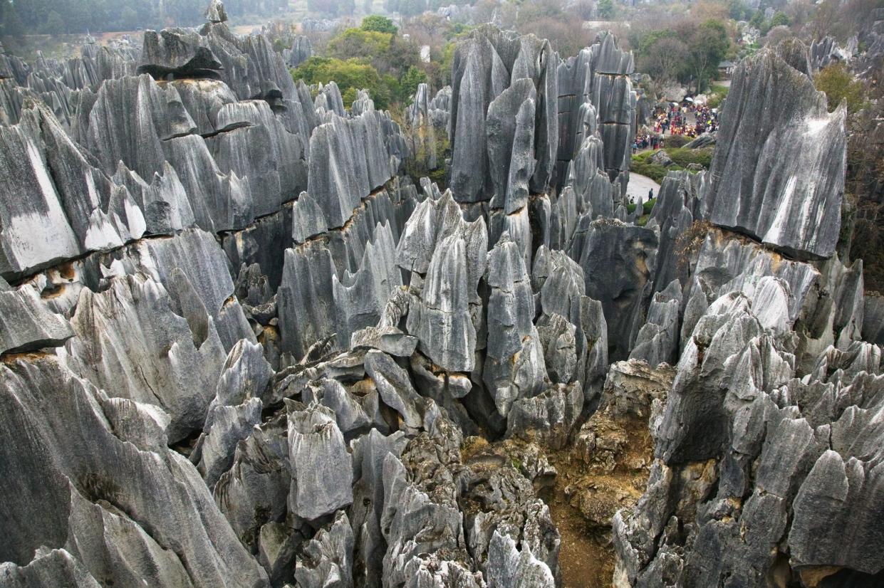 Stone Forest