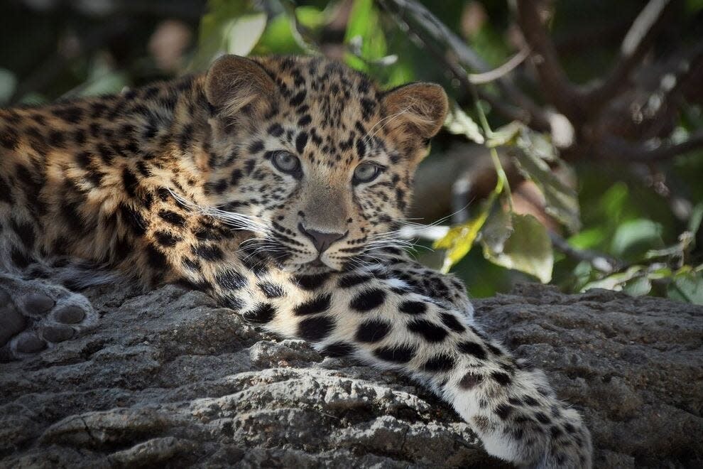 Saint Louis Zoo