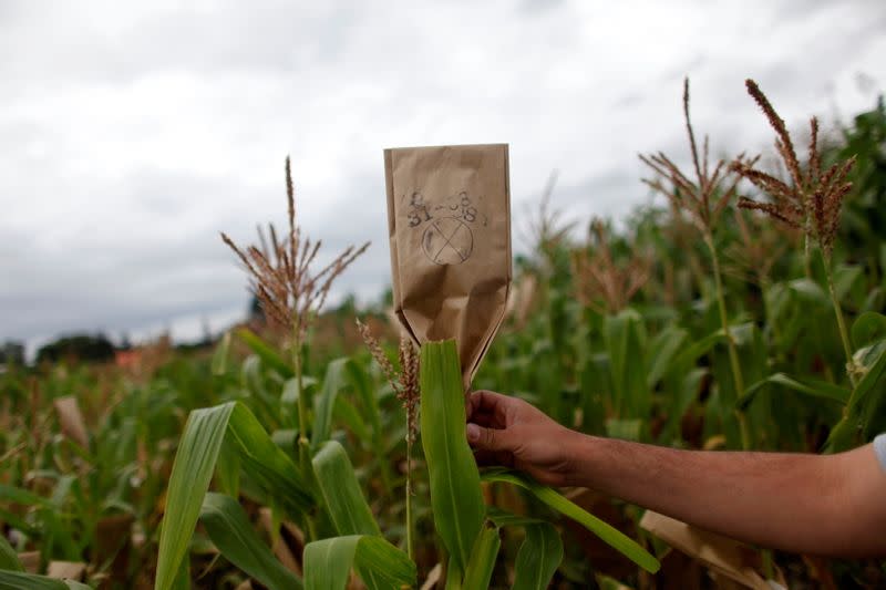 FILE PHOTO: A scientist puts up a mark in a maize field at the International Maize and Wheat Improvement Center (CIMMYT)