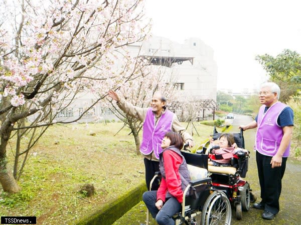 黃志光（左一）與黃盟宗（右一）推輪椅陪院生賞吉野櫻。（圖：新北社會局提供）