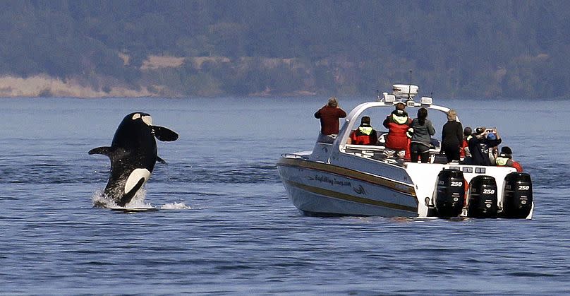 An orca leaps out of the water near a whale watching boat in the Salish Sea in the San Juan Islands, Washington.