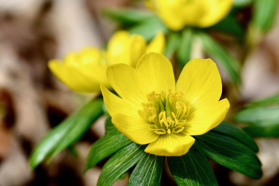 24) Winter Aconite