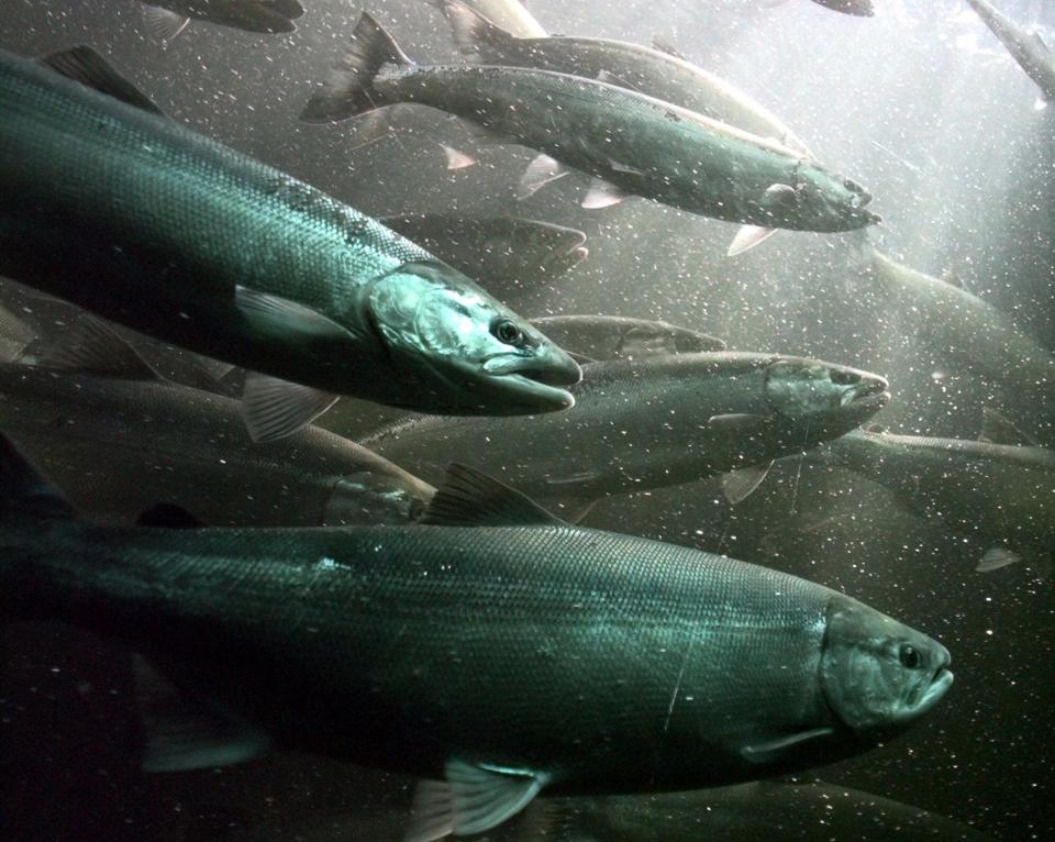 Sockeye salmon make their way through the fish ladder at the Ballard Locks in Seattle on July 7, 2000.