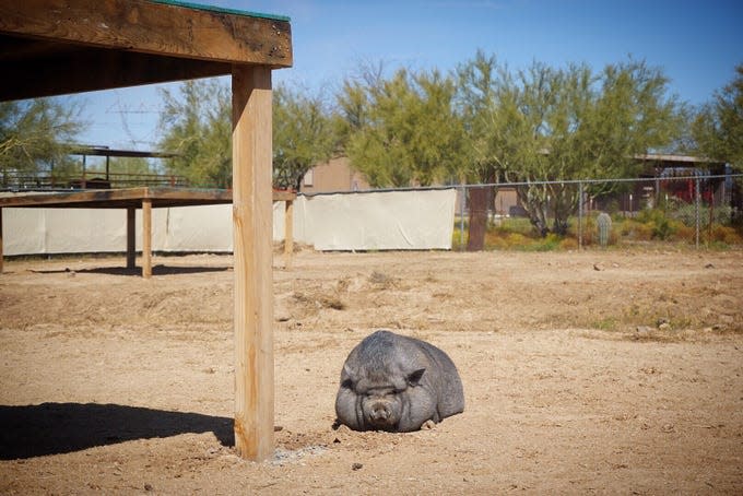 A rescued pig rests at the Better Piggies Rescue pig sanctuary in northern Phoenix.