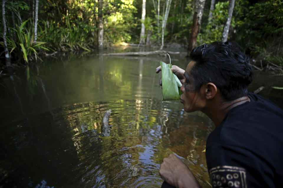 En esta imagen, tomada el 8 de septiembre de 2020, Regis Tufo Moreira Tembem, miembro de la comunidad indígena Tenetehara del Ka'Azar, o "guardianes forestales", usa una hoja como vaso improvisado para beber agua de un arrollo mientras su grupo patrulla sus tierras en la Reserva Alto Río Guama, cerca de Paragominas, Brasil. Autoproclamados "guardianes forestales", su objetivo es encontrar y expulsar a madereros y mineros ilegales de su territorio, en el extremo oriental del estado brasileño de Pará. (AP Foto/Eraldo Peres)