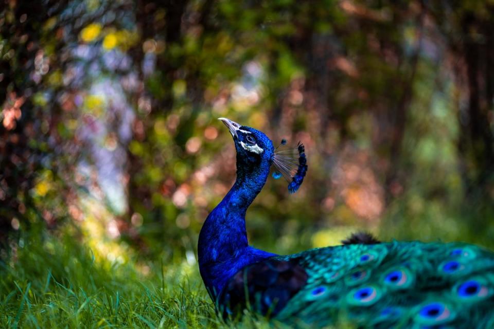 This gorgeous image of a peacock was taken by Chloe Porter <i>(Image: Chloe Porter / Watford Observer Camera Club)</i>