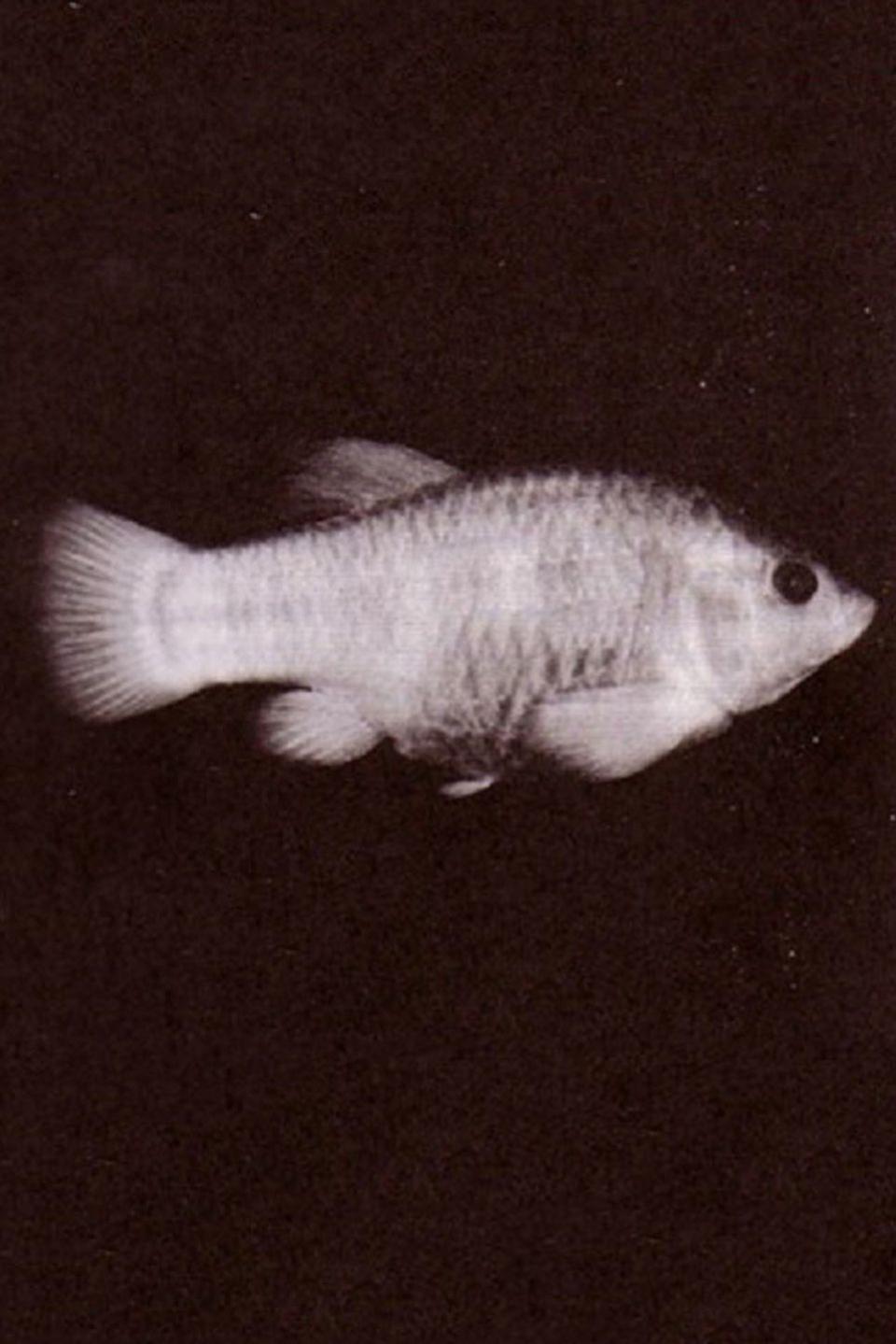Tecopa Pupfish