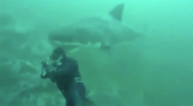 The predator takes the spear fisherman by surprise. Source: SA Spearfishing/Facebook