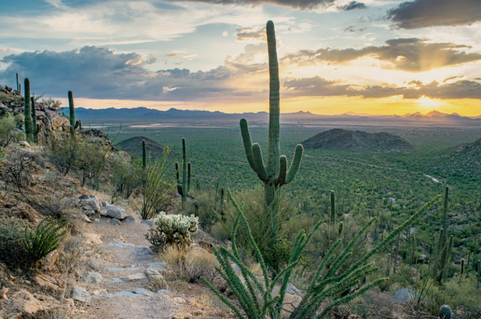 Saguaro National Park's King Canyon Trail offers breathtaking views of the desert and mountains in the distance.