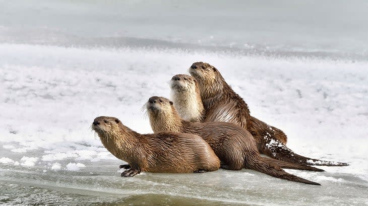 River Otter Family, Yellowstone National Park