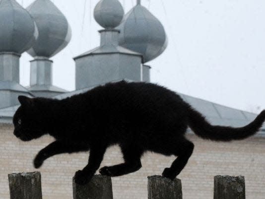 A black cat walks along a fence in front of an orthodox cathedral in the Belarus village of Zapesochie, southwest of Minsk on February 19, 2013.