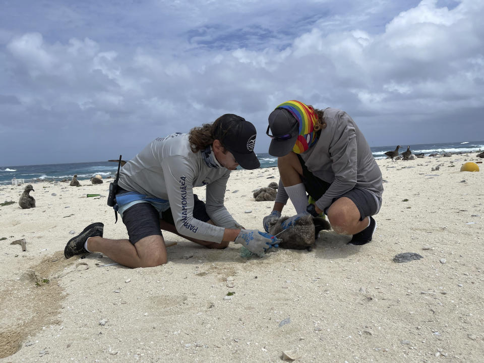 In this April 5, 2021 photo provided by James Morioka, Kevin O'Brien, left, and Joao Garriques disentangle a black footed albatross chick on Laysan Island in the Northwestern Hawaiian Islands. A crew has returned from the remote Northwestern Hawaiian Islands with a boatload of marine plastic and abandoned fishing nets that threaten to entangle endangered Hawaiian monk seals and other marine animals on the tiny, uninhabited beaches stretching for more than 1,300 miles north of Honolulu. (James Morioka, Joint Institute for Marine and Atmospheric Research/NOAA Pacific Islands Fisheries Science Center via AP)