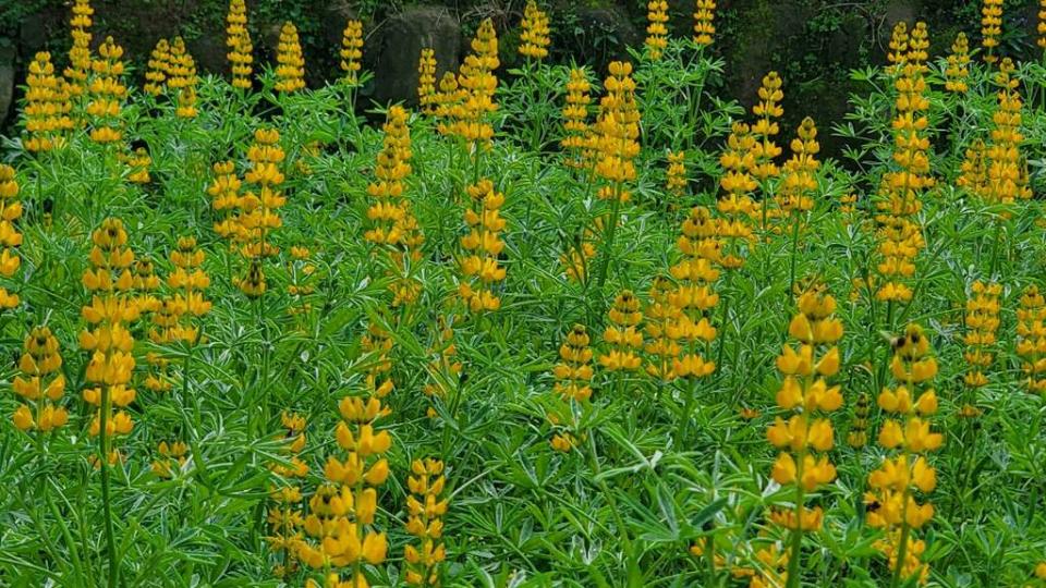 （圖片來源：台北市政府工務局公園路燈工程管理處）