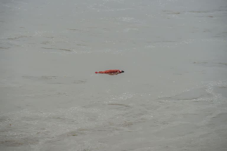 Los restos de un cuerpo que fue enterrado anteriormente están a flote después de que el aumento del nivel del agua del río Ganges arrasara con algunas de las tumbas