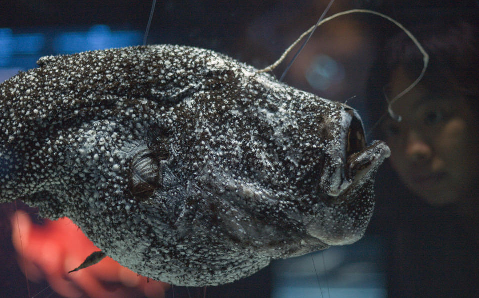 Specimen of Kroyer's deep-sea anglerfish at a museum