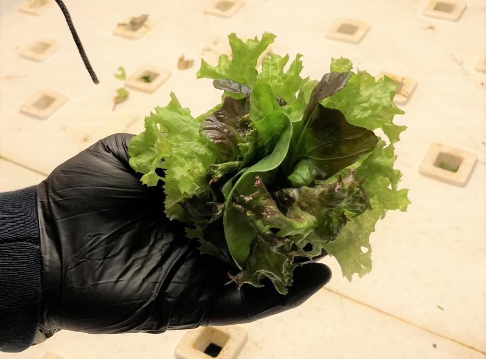 A variety of lettuces and microgreens at CraftGrown Farms and CraftGrown Market in Wilmington. ALLISON BALLARD/STARNEWS