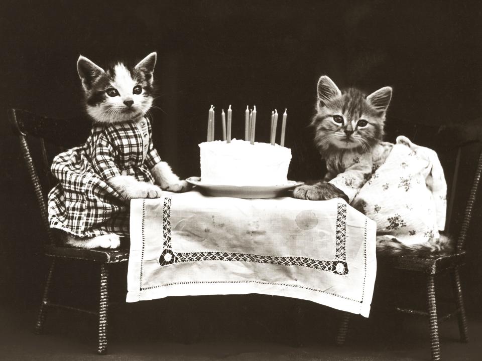 kitten birthday party