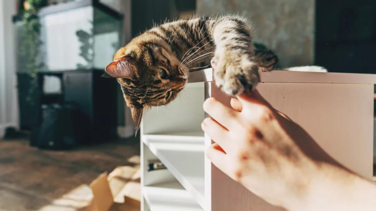  Kitten playing with owner's hand 