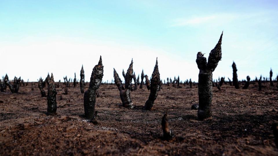 PHOTO: A view of Yucca plants that were burned by the Smokehouse Creek wildfire in Canadian, Texas, Feb. 28, 2024.  (Nick Oxford/Reuters)