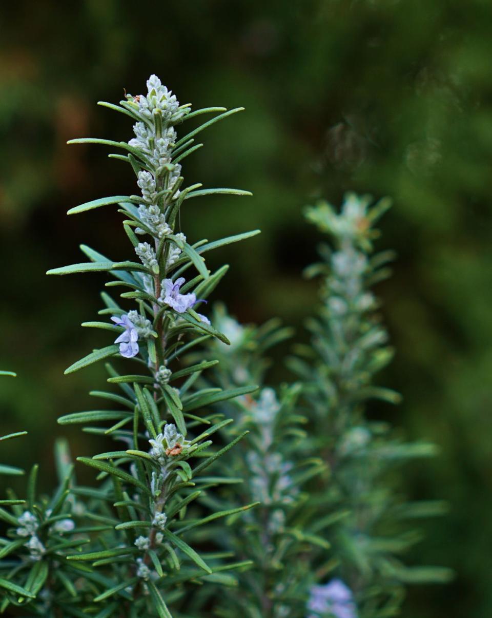 flower meanings, rosemary