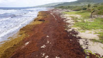 Lakes Beach is covered in sargassum in St. Andrew along the east coast of Barbados, Wednesday, July 27, 2022. More than 24 million tons of sargassum blanketed the Atlantic in June, up from 18.8 million tons in May, according to a monthly report published by the University of South Florida’s Optical Oceanography Lab that noted “a new historical record.” (AP Photo/Kofi Jones)