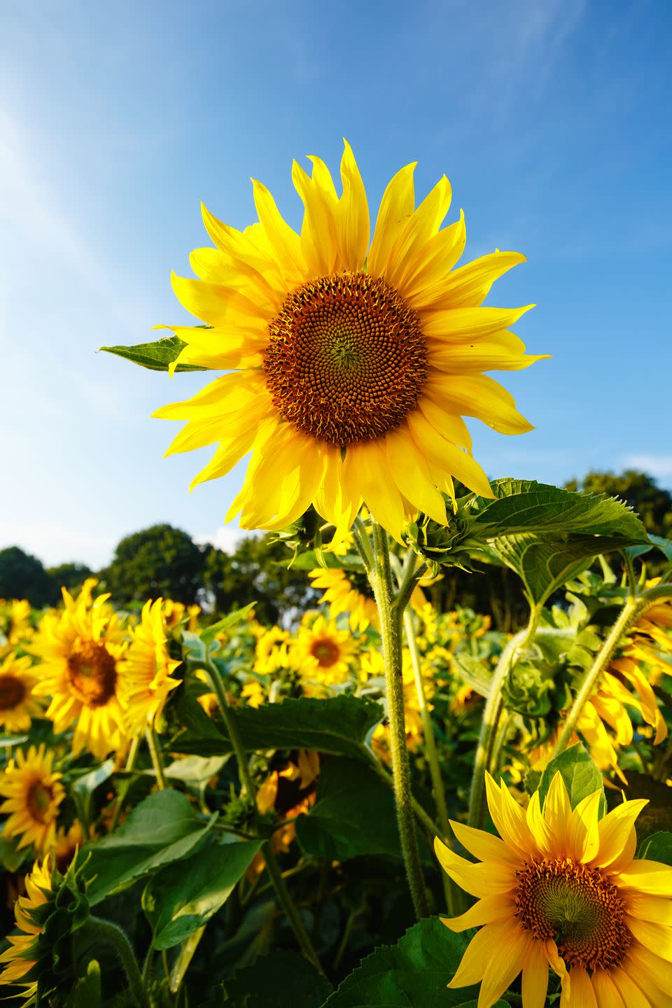 26) Celebrate sunflower season.