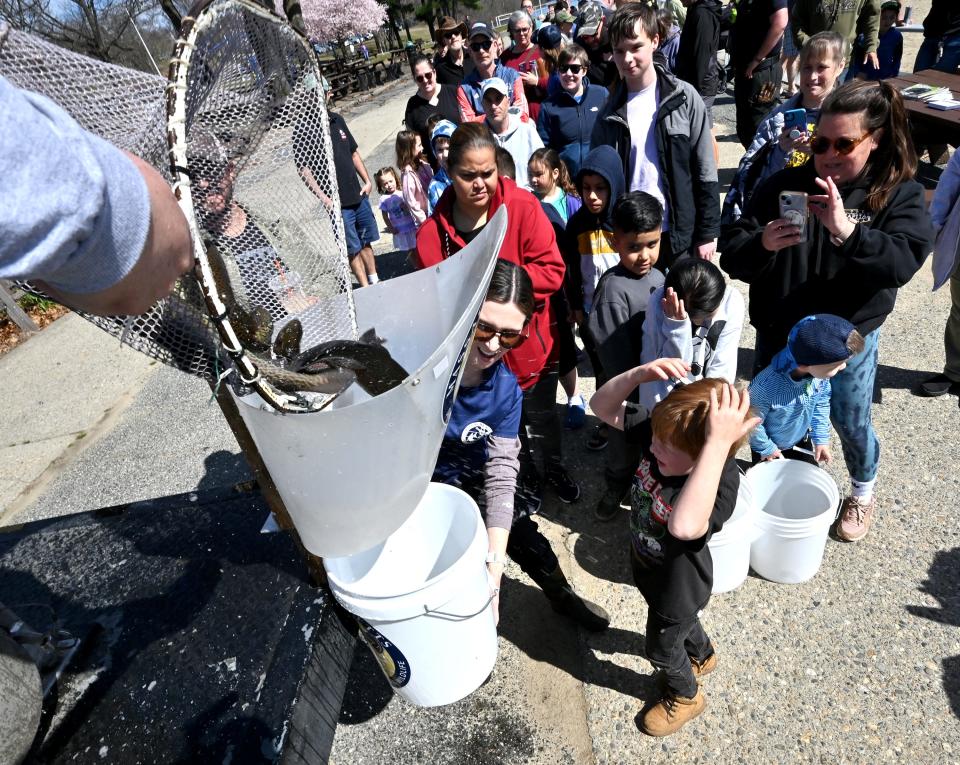 WORCESTER - Families line up at Regatta Park to get trout in their buckets to help the Massachusetts Division of Fisheries & Wildlife restock Lake Quinsigamond with trout.