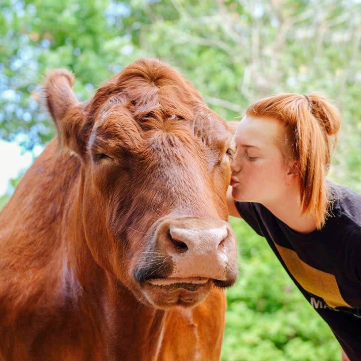 Cow hugging