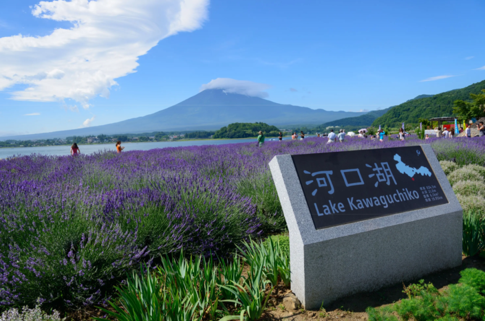 日本旅遊｜2024河口湖薰衣草祭開催！絕美打卡位+7.6一日限定煙花大會 交通方法/東京出發一日遊推介一覽