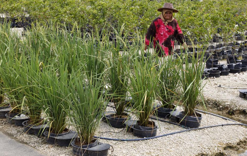 In this photo taken Oct. 4, 2012, a worker walks in a plant nursery, which is used technology called the "autopot system,"at a rural community in Pulau Manis village, Pahang state, Malaysia. Each plant is in its own pot that regulates the delivery of water and nutrients, using less water than other farming methods. Malaysian technology firm Iris Corp. built two years ago this rural community where villagers - 80 families in all - live for free in low-cost bungalows and work on a high-tech hydroponic farm, a setup the company hopes to replicate elsewhere. (AP Photo/Vincent Thian)