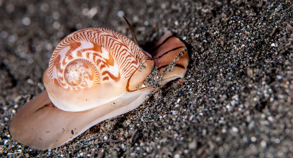 Sea snails, such as moon snails, have saw-like tounges that cut straight through the shell, leaving a hole. Source: Getty