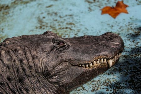 An alligator named Muja rests in its enclosure in Belgrade's Zoo, Serbia, August 14, 2018. 
REUTERS/Marko Djurica