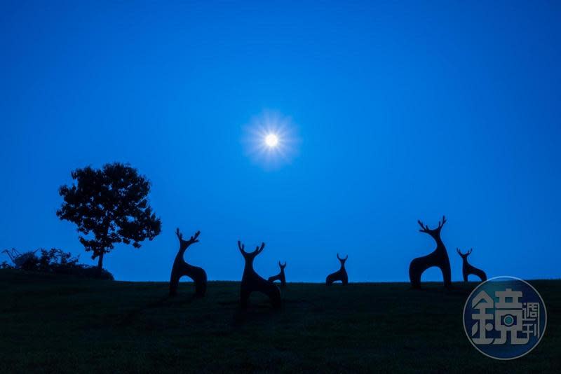 西拉雅官田遊客中心外大草原上的梅花鹿群，超級吸睛。