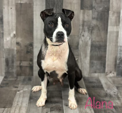 CV P.A.W.S. reports that Alana has been adopted.