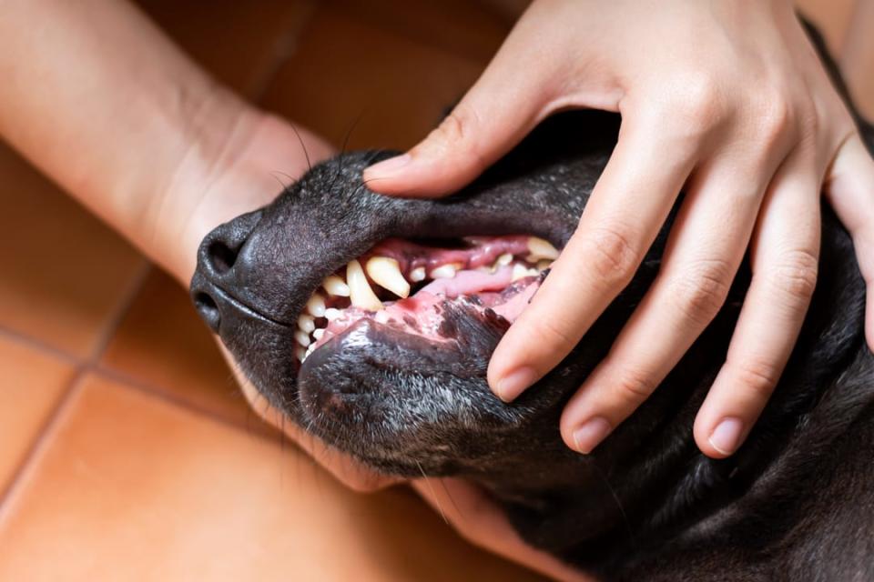 （圖一：幼犬期若沒養成刷牙習慣，成犬後就易抗拒刷牙。圖片來源：p'adore寵愛)
