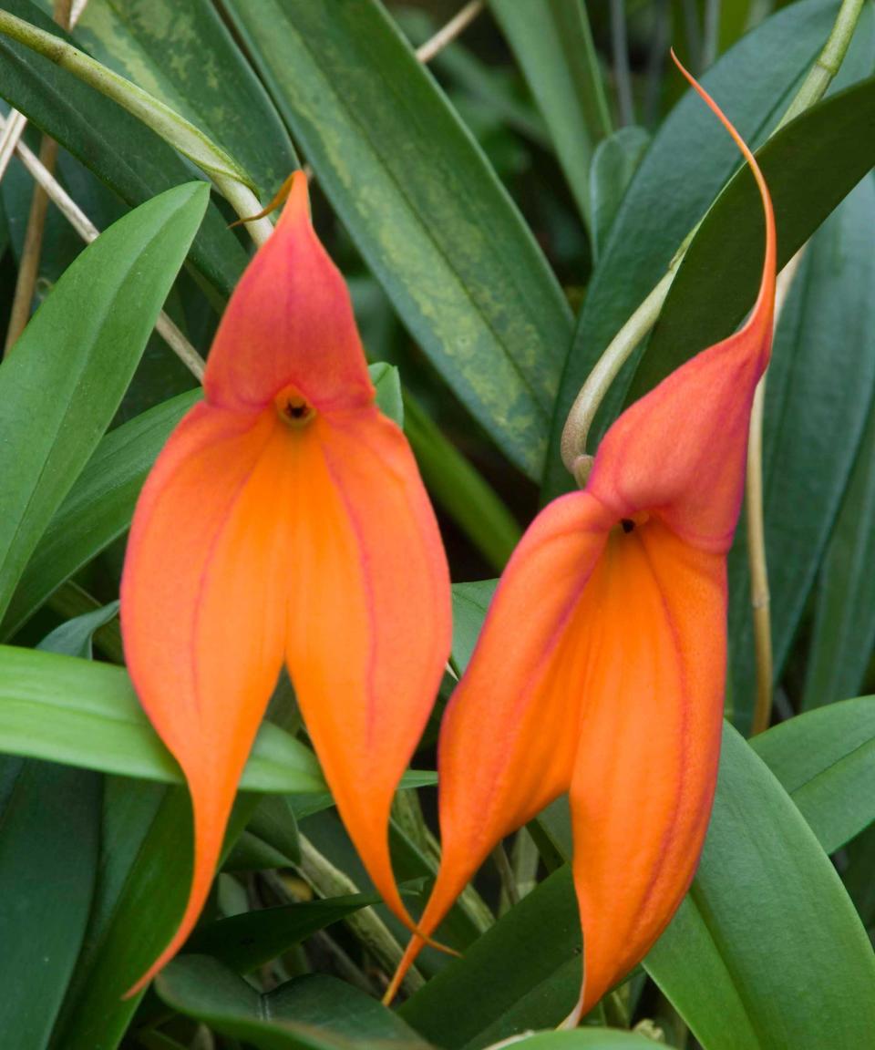 2. Masdevallia veitchiana