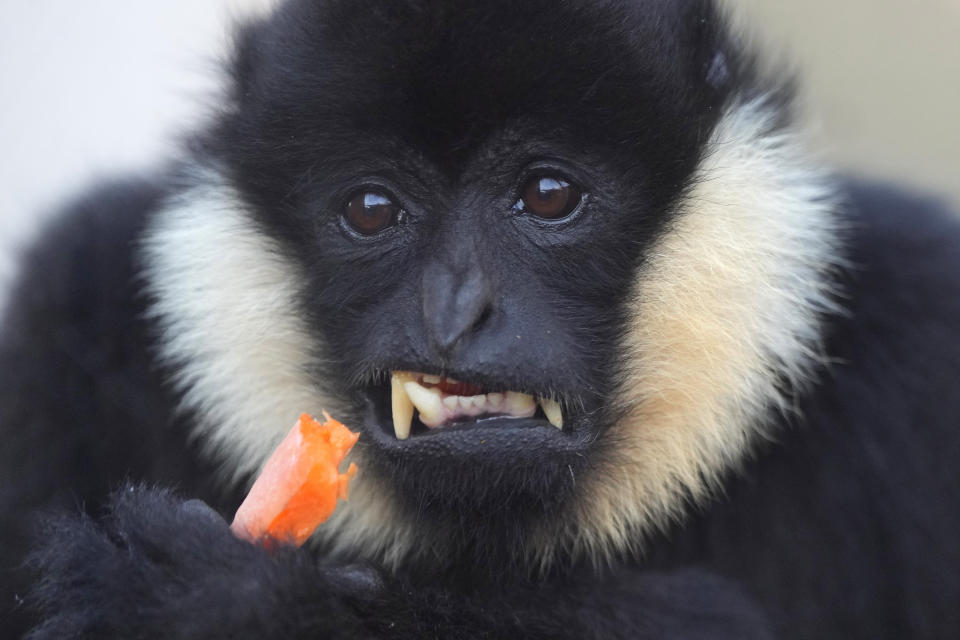 A Northern white-cheeked gibbon eats a carrot during the stock take at ZSL London Zoo, in London, Wednesday, Jan. 3, 2024. The conservation zoo is home to more than 300 different species, from endangered Galapagos giant tortoises and Asiatic lions to critically endangered Sumatran tigers – all of which will be logged and recorded as part of the zoo's annual licence requirement. (AP Photo/Kirsty Wigglesworth)